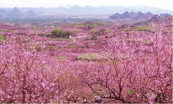 產(chǎn)品圖片