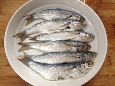 当季蚬鱼68元1份4斤肥的不行鲜不可挡24小时内发货顺丰冷链广东省内