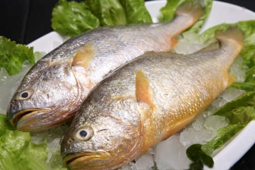 深海黄花鱼118元1份3条每条约1斤鲜之补品柔嫩少刺渔港发货一手货源24