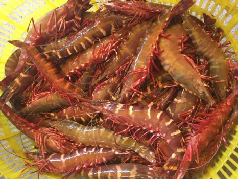 野生大狗虾168元1斤5只虾中皇者肉质爽口渔港发货一手货源24小时内