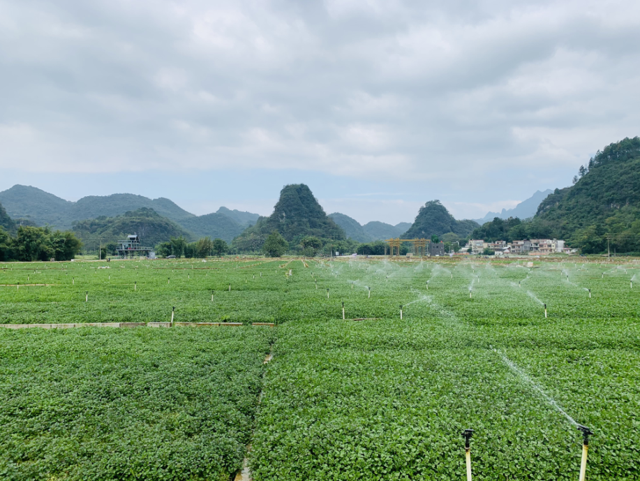 形成了夏日无酷暑,十里不同天的气候特点,适合西洋菜种植