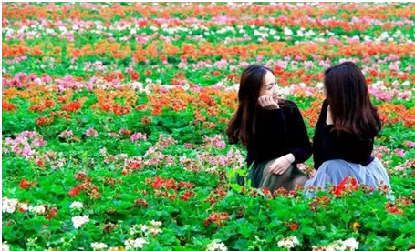 江门恩平香家堡梦幻花世界门票